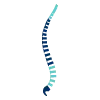 anatomie du rachis dr jameson paris versailles chirurgien du rachis chirurgien du dos paris