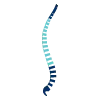 Illustration d’une scoliose