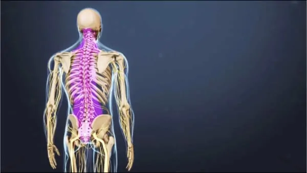 anatomie du dos espace francilien du rachis clinique du rachis versailles paris 1 anatomie du dos espace francilien du rachis clinique du rachis versailles paris 1