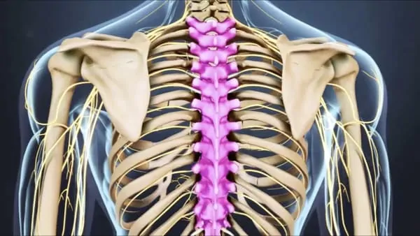 anatomie du dos espace francilien du rachis clinique du rachis versailles paris 2