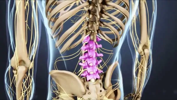 anatomie du dos espace francilien du rachis clinique du rachis versailles paris 3