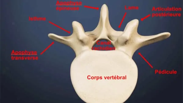 anatomie du dos espace francilien du rachis clinique du rachis versailles paris 8