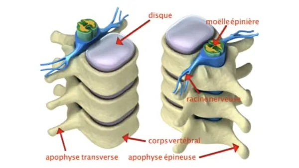anatomie du dos espace francilien du rachis clinique du rachis versailles paris 9