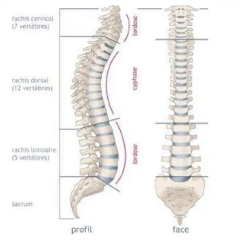 anatomie du dos espace francilien du rachis clinique du rachis versailles paris
