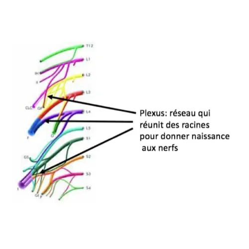sciatique traitement la sciatique dos cruralgie symptomes une cruralgie traitements cruralgie que faire espace francilien du rachis clinique du rachis versailles paris 10