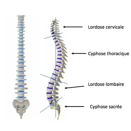 scoliose lombaire la scoliose adulte operation scoliose adulte traitement scoliose adulte que faire espace francilien du rachis clinique du rachis versailles paris 1