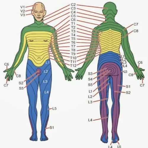 scoliose lombaire la scoliose adulte operation scoliose adulte traitement scoliose adulte que faire espace francilien du rachis clinique du rachis versailles paris 9