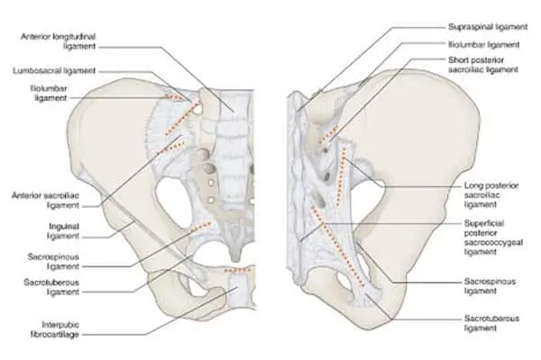 articulation sacro iliaque ligaments espace francilien rachis chirurgien specialiste dos colonne vertebrale paris dr jameson dr lamerain medecin de la douleur dr hayon dr labourdette paris